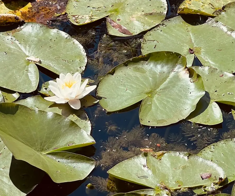 Nymphéa blanc sur le bassin des jardins de Claude Monet à Giverny